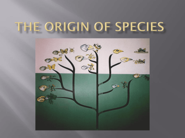 Chapter 24 the origin of species