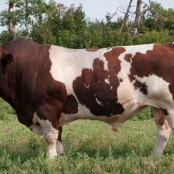 Disadvantages of maine anjou cattle