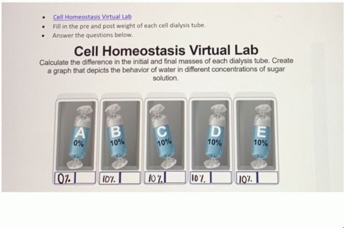 Cell homeostasis virtual lab worksheet