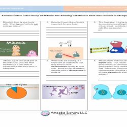 Amoeba sisters video recap of mitosis answer key