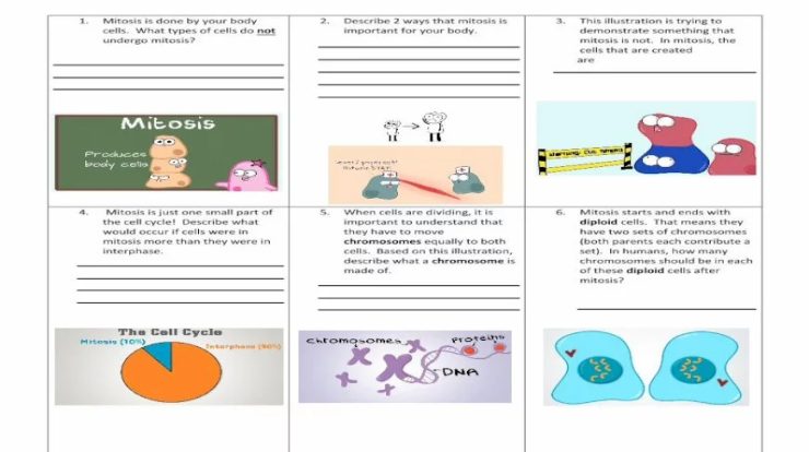 Amoeba sisters video recap of mitosis answer key