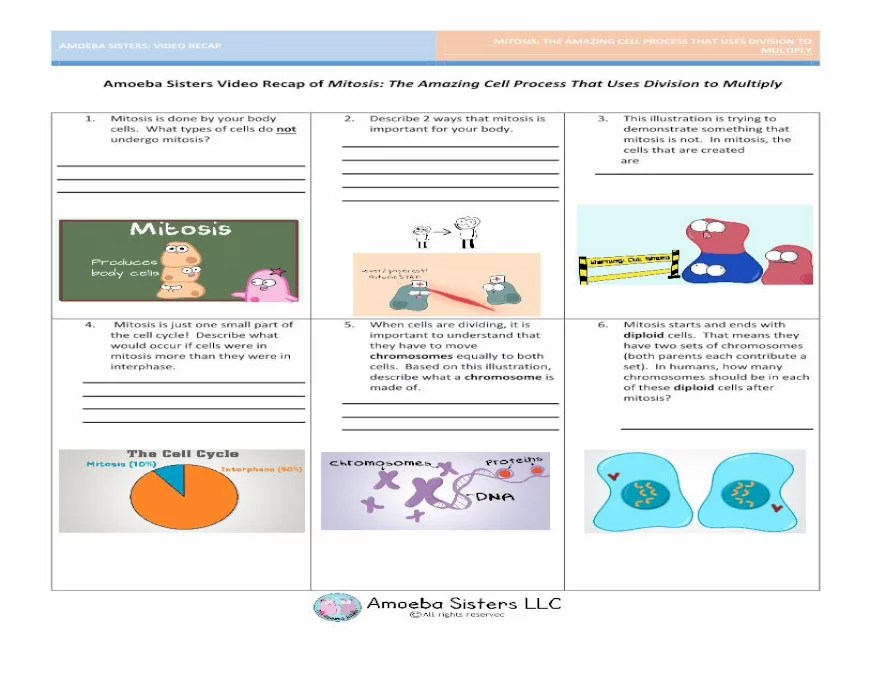 Amoeba sisters video recap of mitosis answer key