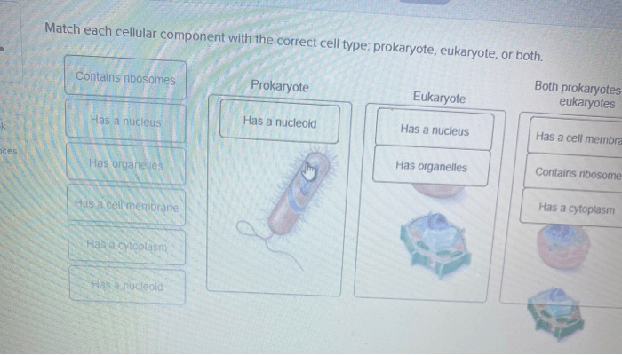 Match each description with the correct type of microscope