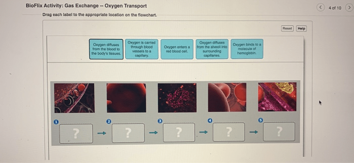 Bioflix activity gas exchange oxygen transport