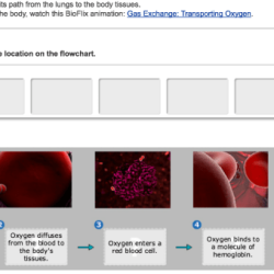 Bioflix activity gas exchange oxygen transport