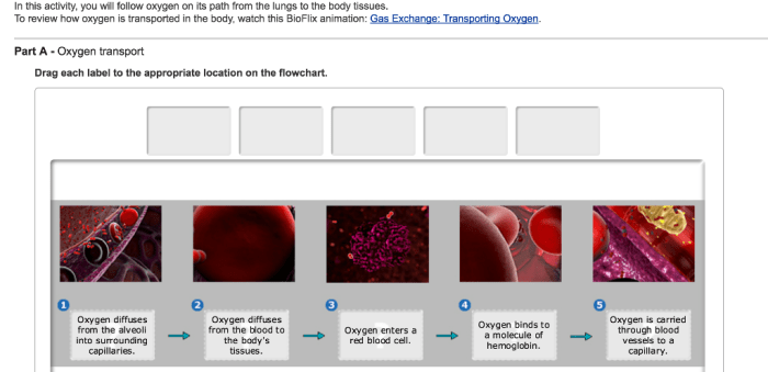 Bioflix activity gas exchange oxygen transport