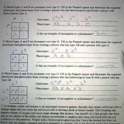 Incomplete and codominance worksheet answers